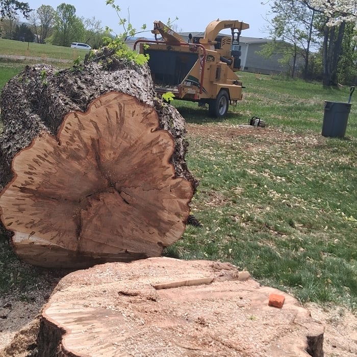 Tree work