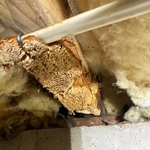 Crawlspace Encap Magnolia