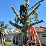 Tree job