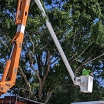 Tree job