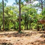 Forestry mulching