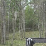 Forestry mulching