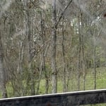 Forestry mulching