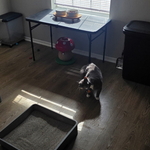 Apartment cleaning