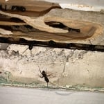 C. Ant Removal