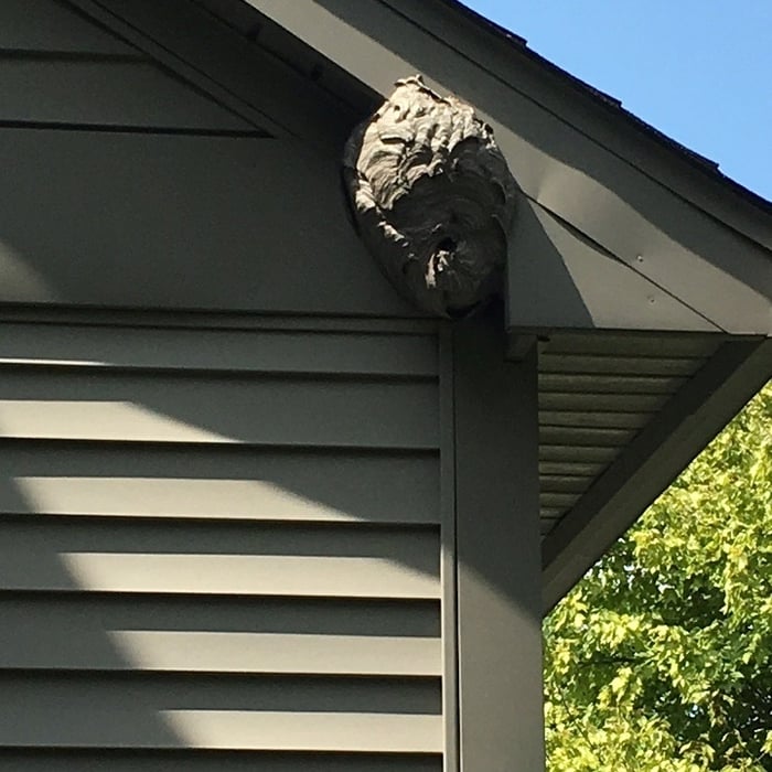 Bald Faced Hornets