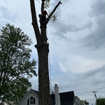 Tree removal