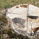 Stump before removal