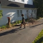 Tree removal
