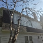 Tree removal