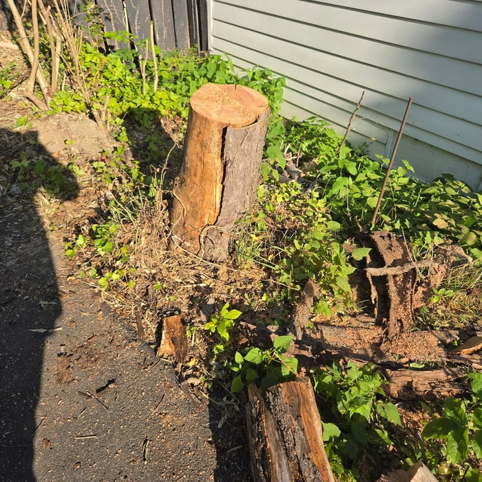 Tree removal