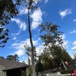 Tree removal