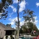 Tree removal