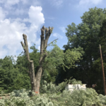 Tree Removal