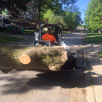 Large Tree Removal