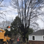 Removal Near House