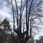 Removal Near House