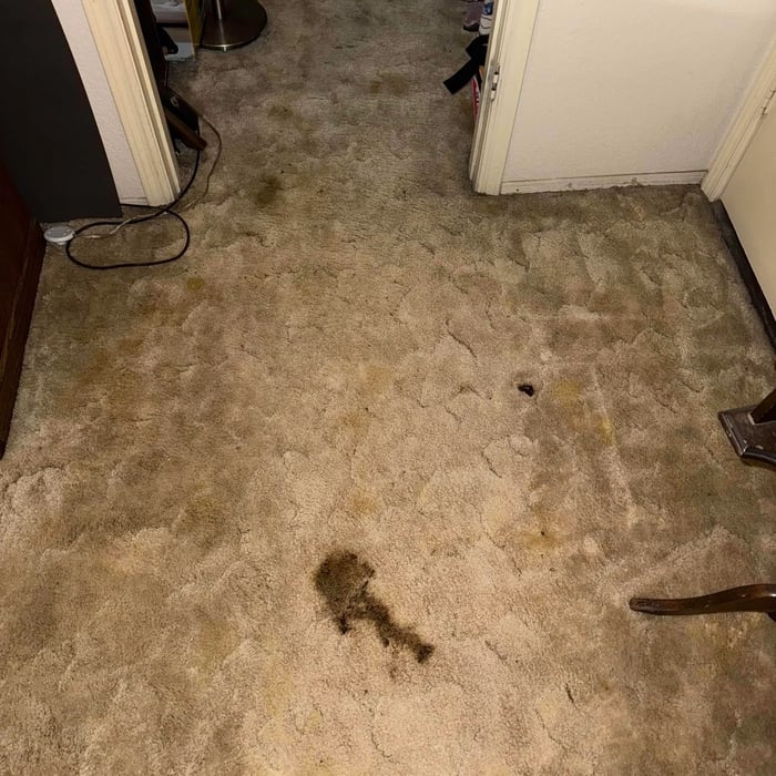 Carpet stain removal