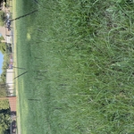Tall Grass