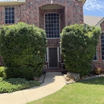 Tall Hedges