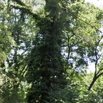 Tree trimming