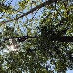 Tree trimming