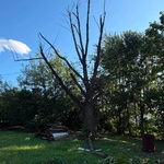 Tree trimming