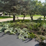 Tree trimming