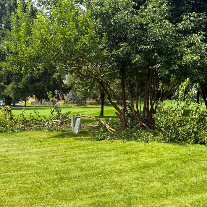 Tree trimming