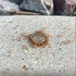 High noon ants