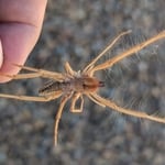 Camel Spider