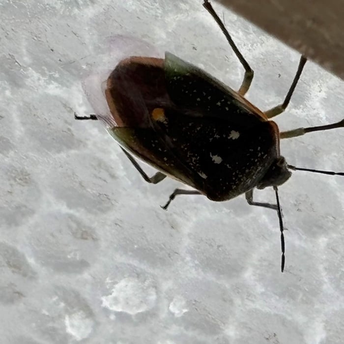 Stink bug