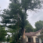 Tree Trimming and Removal