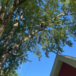 Tree Trimming and Removal