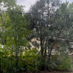 Tree Trimming and Removal