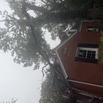 TREE REMOVAL