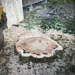 Back Yard Stump Removal