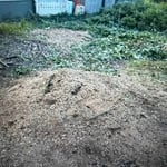 Back Yard Stump Removal