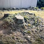 3 large stumps