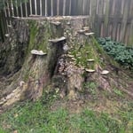 Big stump removal. 8ft!