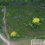East TX Clearing