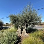 Mature olive tree