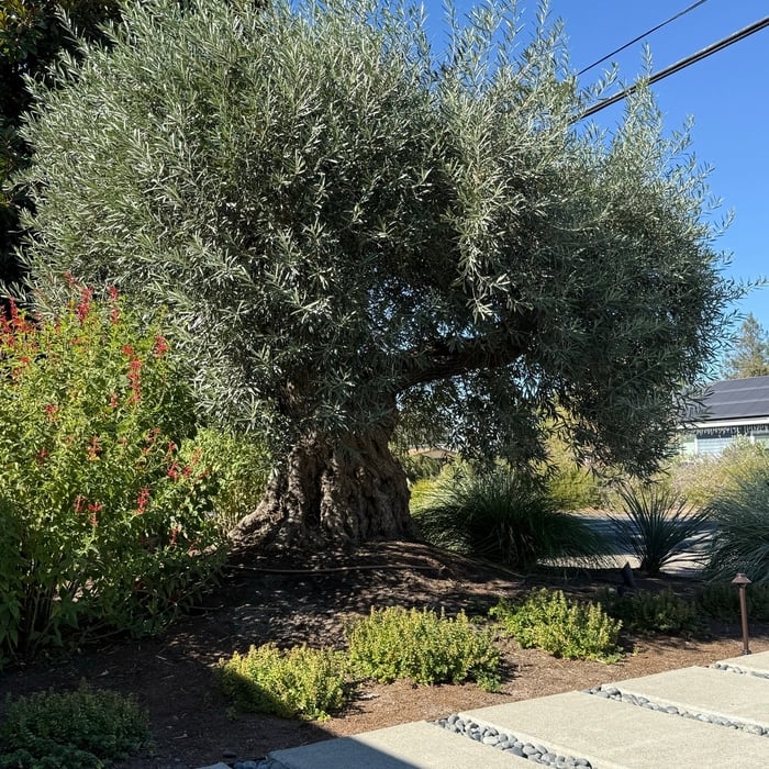 Olive Tree