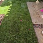 New sod installation