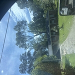 Tree service