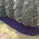 Arborvitae fence line
