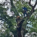 Remover tree