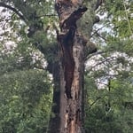 Remover tree
