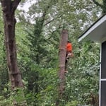 Remover tree