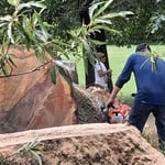 Remover tree